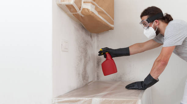Professional Black Mold Removal technician working in Gibson Island, MD